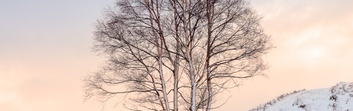 Rannoch Tree Sunset Square