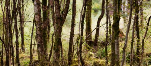 The Edge of the Wood