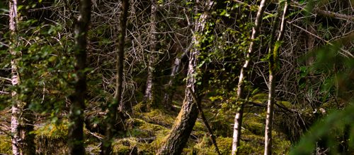 The Enchanted Forest